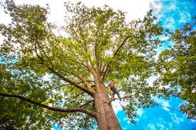 How Our Tree Care Process Works  in  Centennial Park, AZ