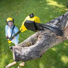 Best Lawn Mowing  in Centennial Park, AZ