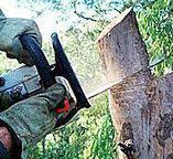 Best Commercial Tree Services  in Centennial Park, AZ
