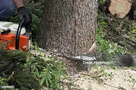 Best Tree Cabling and Bracing  in Centennial Park, AZ