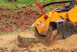 Best Storm Damage Tree Cleanup  in Centennial Park, AZ