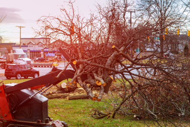 Best Fruit Tree Pruning  in Centennial Park, AZ