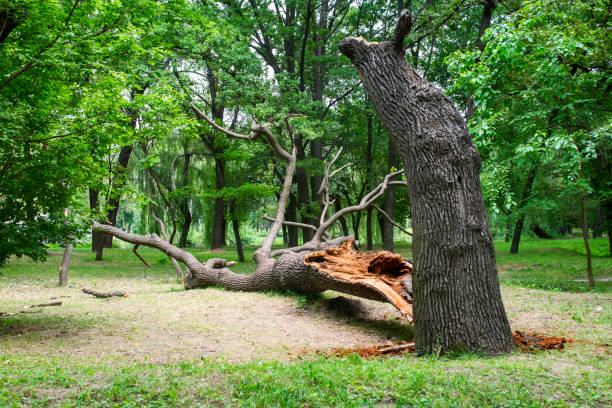 Best Hazardous Tree Removal  in Centennial Park, AZ