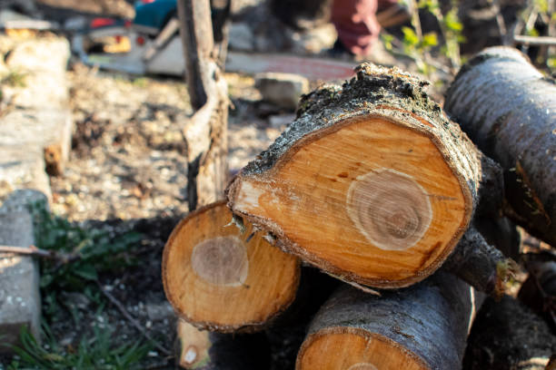 Trusted Centennial Park, AZ Tree Care Experts