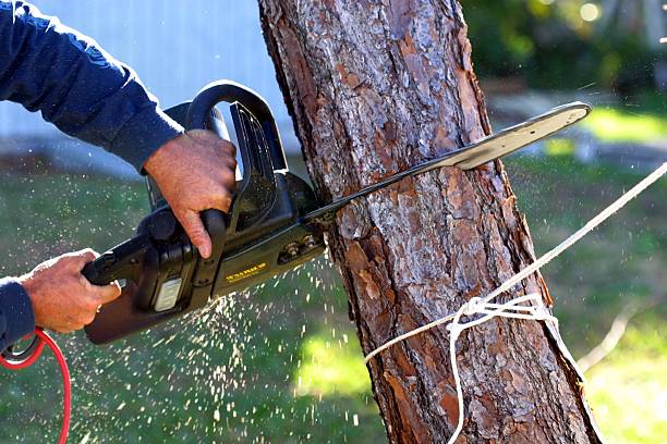 Best Tree and Shrub Care  in Centennial Park, AZ