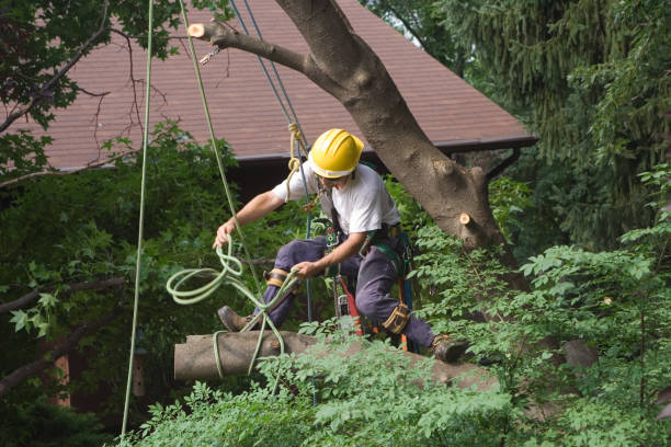 Best Root Management and Removal  in Centennial Park, AZ