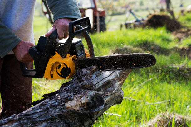 Best Arborist Consultation Services  in Centennial Park, AZ